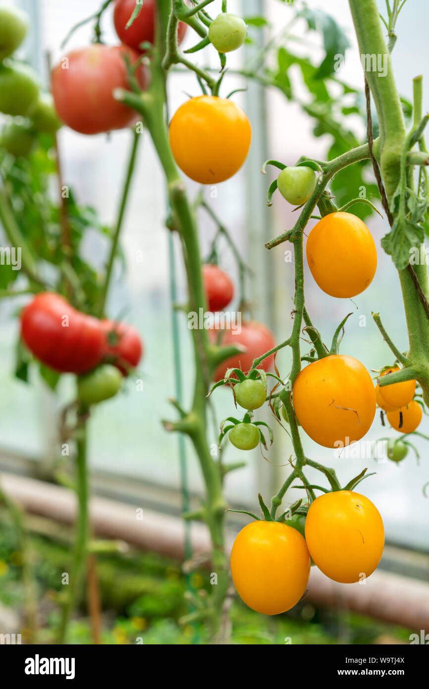 Agriculture of fresh ripe red and yellow tomatoes plantation growth in ...