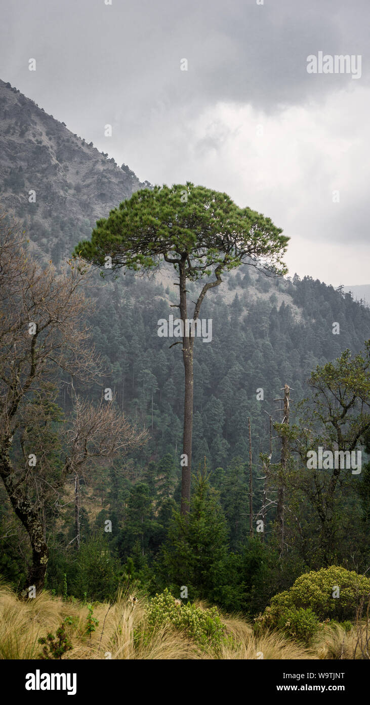 Close up of a tree on the way to the Ajusco Mountain Stock Photo