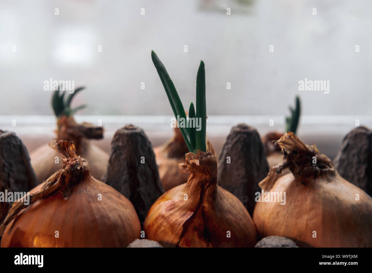 Spring onions growing in a carton egg box on the windowsill. Close up. Water drop Stock Photo