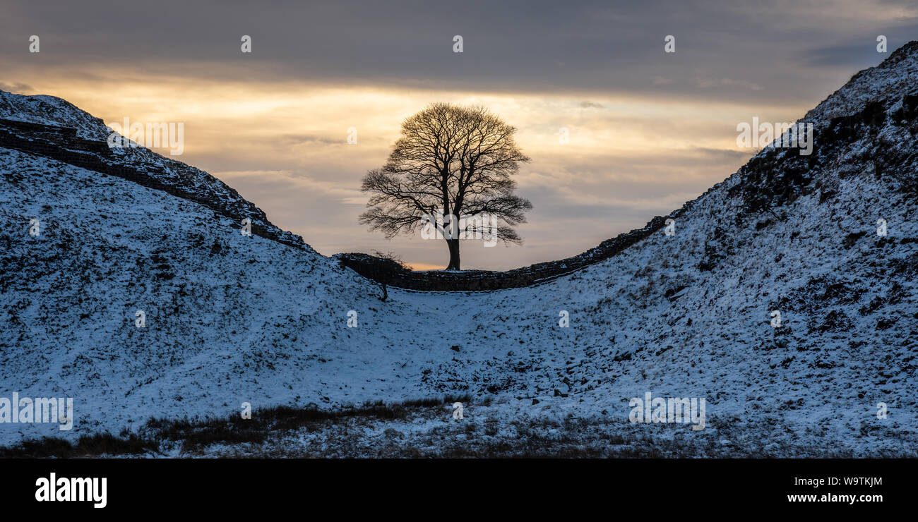 Winter snow lies around the lone tree of Sycamore Gap on Hadrian's Wall ...