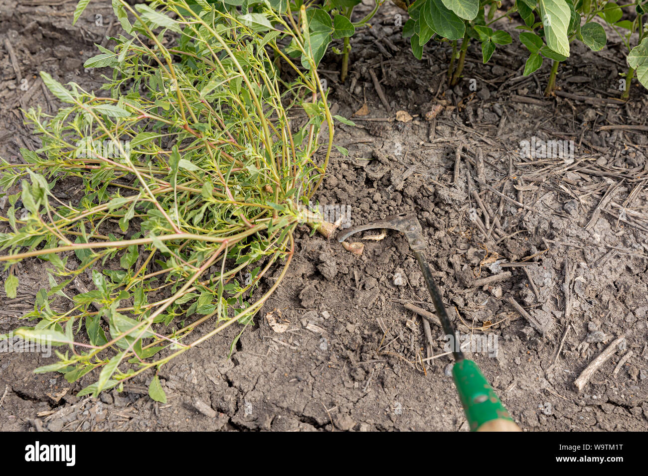 Closeup of weed bean hook cutting waterhemp while walking beans in soybean farm field Stock Photo