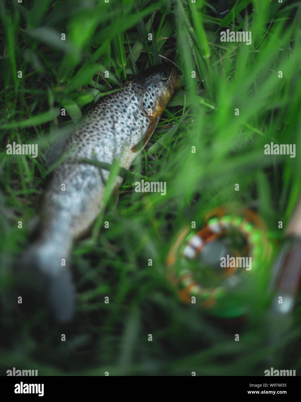 Brown trout lying in grass next to a fly fishing rod and reel, Wyoming, United states Stock Photo