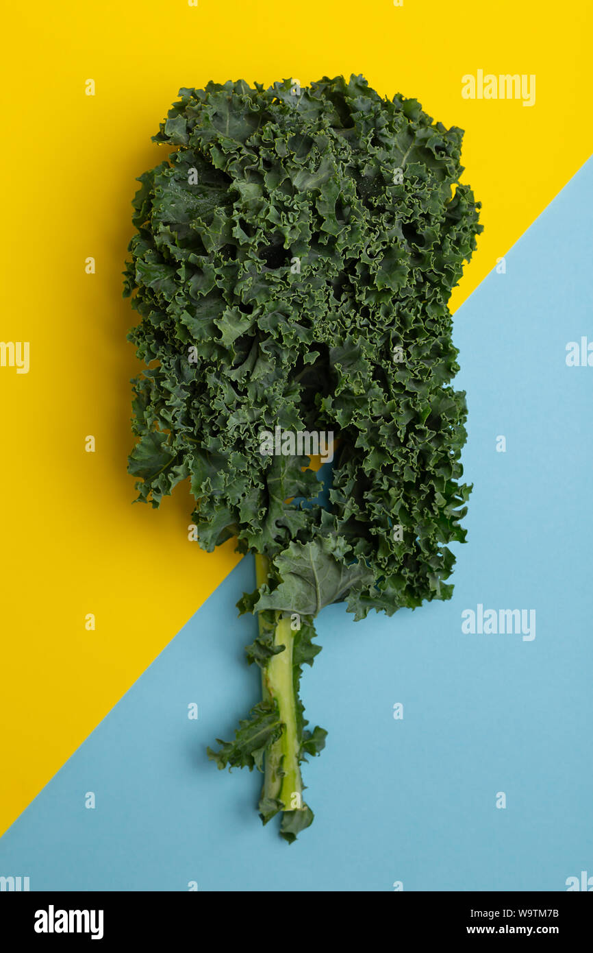 Flat lay fresh green curly kale on yellow and blue background top view Stock Photo