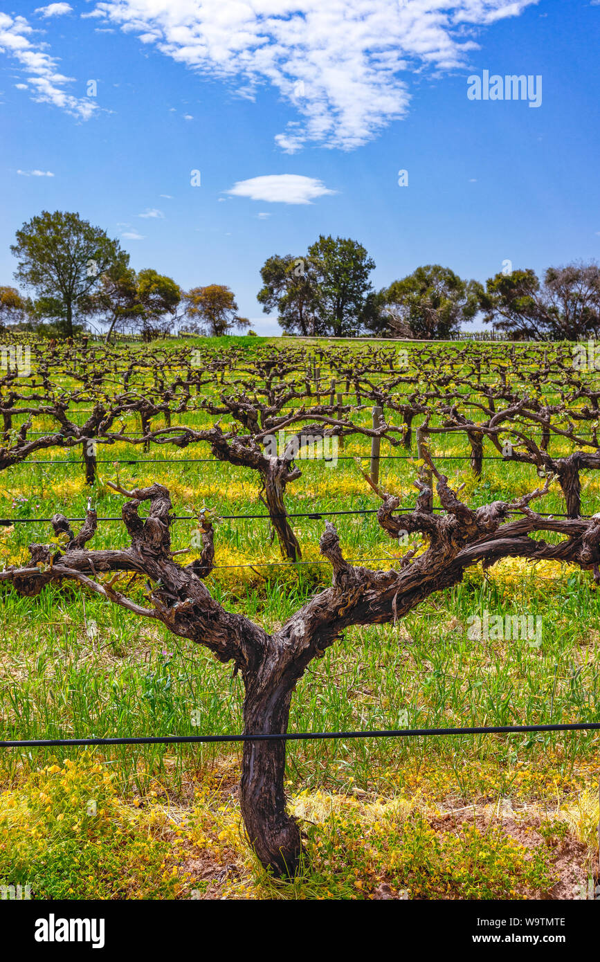 Close-up of vines, Barossa Valley vineyard, South Australia, Australia Stock Photo
