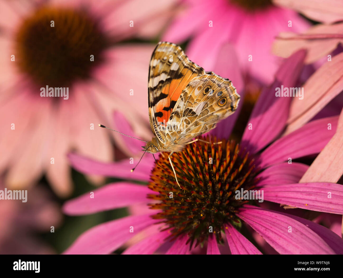 Vanessa cardui is a well-known colourful butterfly, known as the painted lady sit on a coneflower Stock Photo