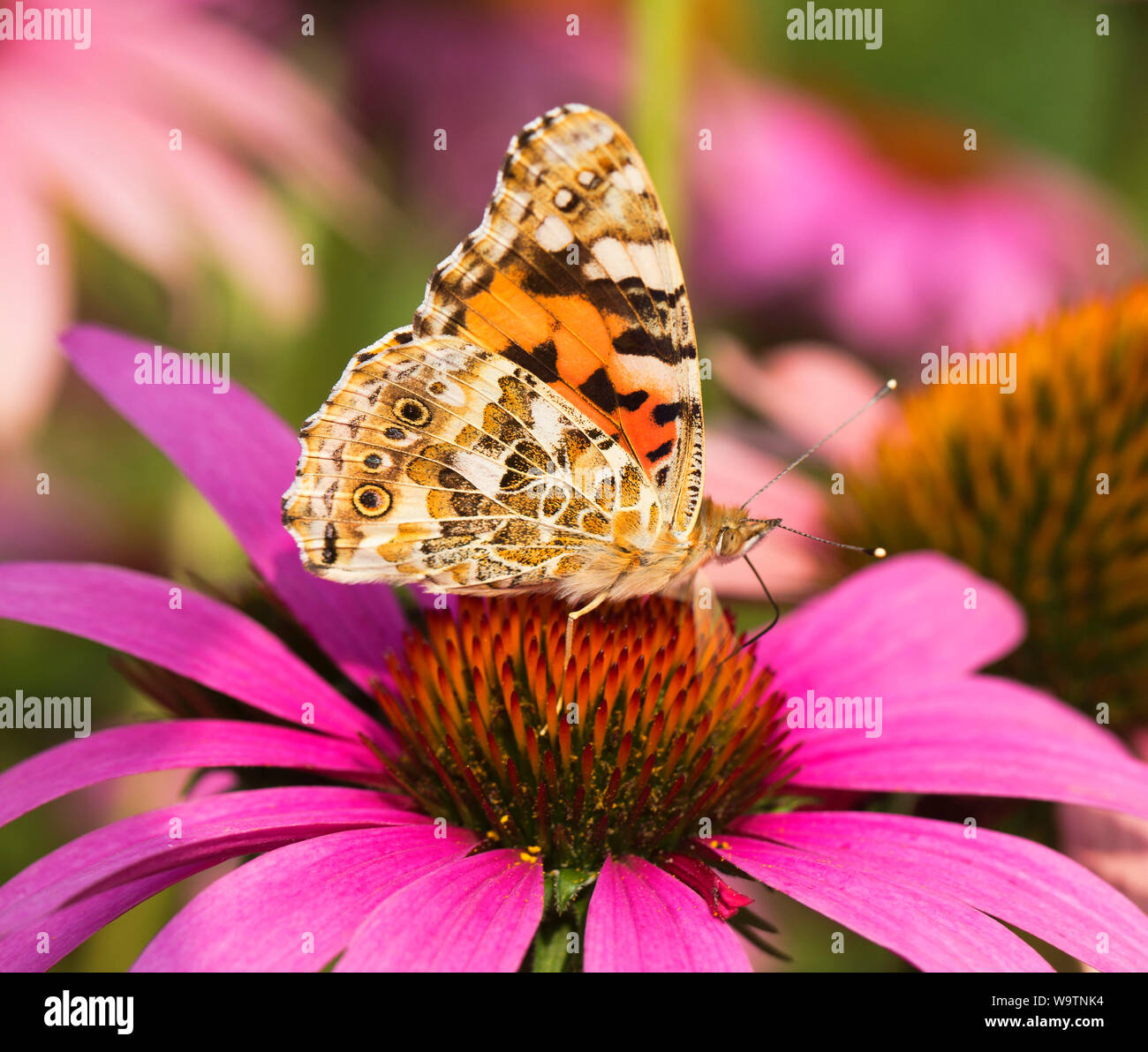 Vanessa cardui is a well-known colourful butterfly, known as the painted lady sit on a coneflower Stock Photo