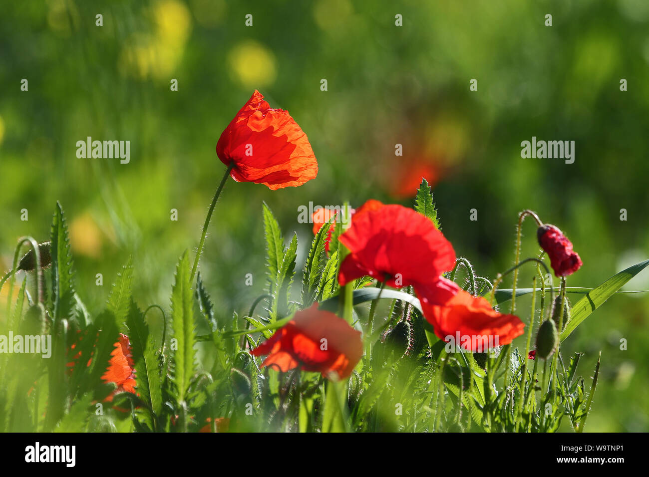 Poppies flowering Latin papaver rhoeas with the light behind in Italy in Springtime a remembrance flower for war dead and veterans Stock Photo