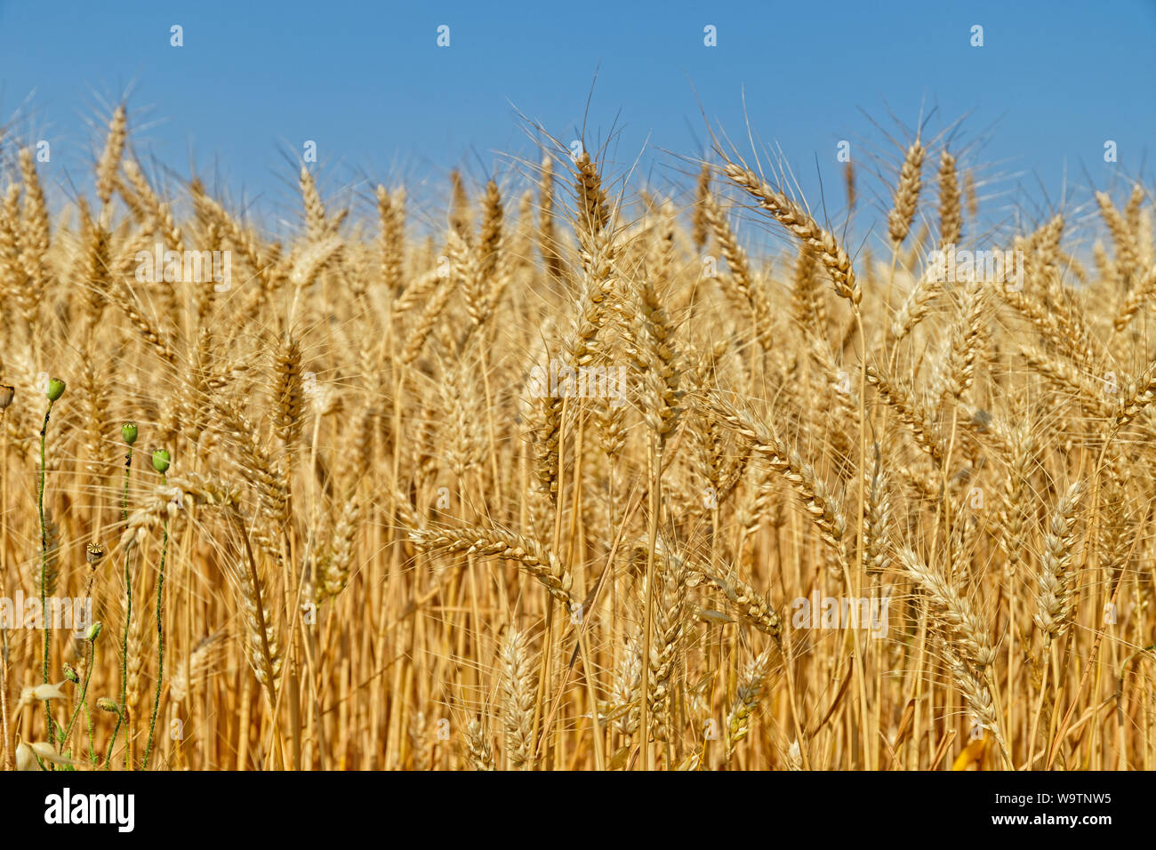 Farmed Barley grasses. Stock Photo