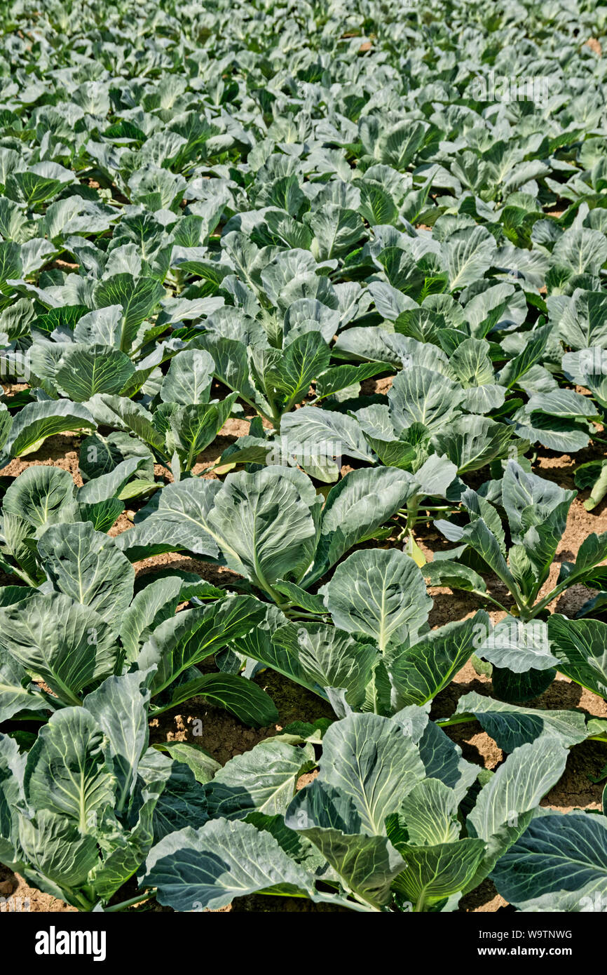 Brassica crop. Stock Photo