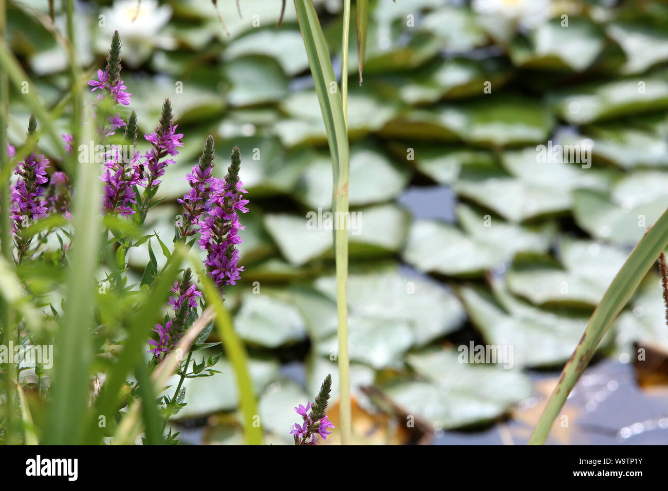 La Renouée persicaire. (Persicaria maculosa Gray - Polygonum persicaria L.). Famille des Polygonacées. Stock Photo