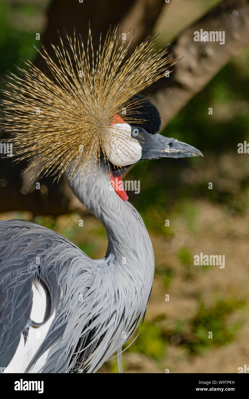Beautiful grey crowned Common crane (Grus Grus) Posing placidly Stock