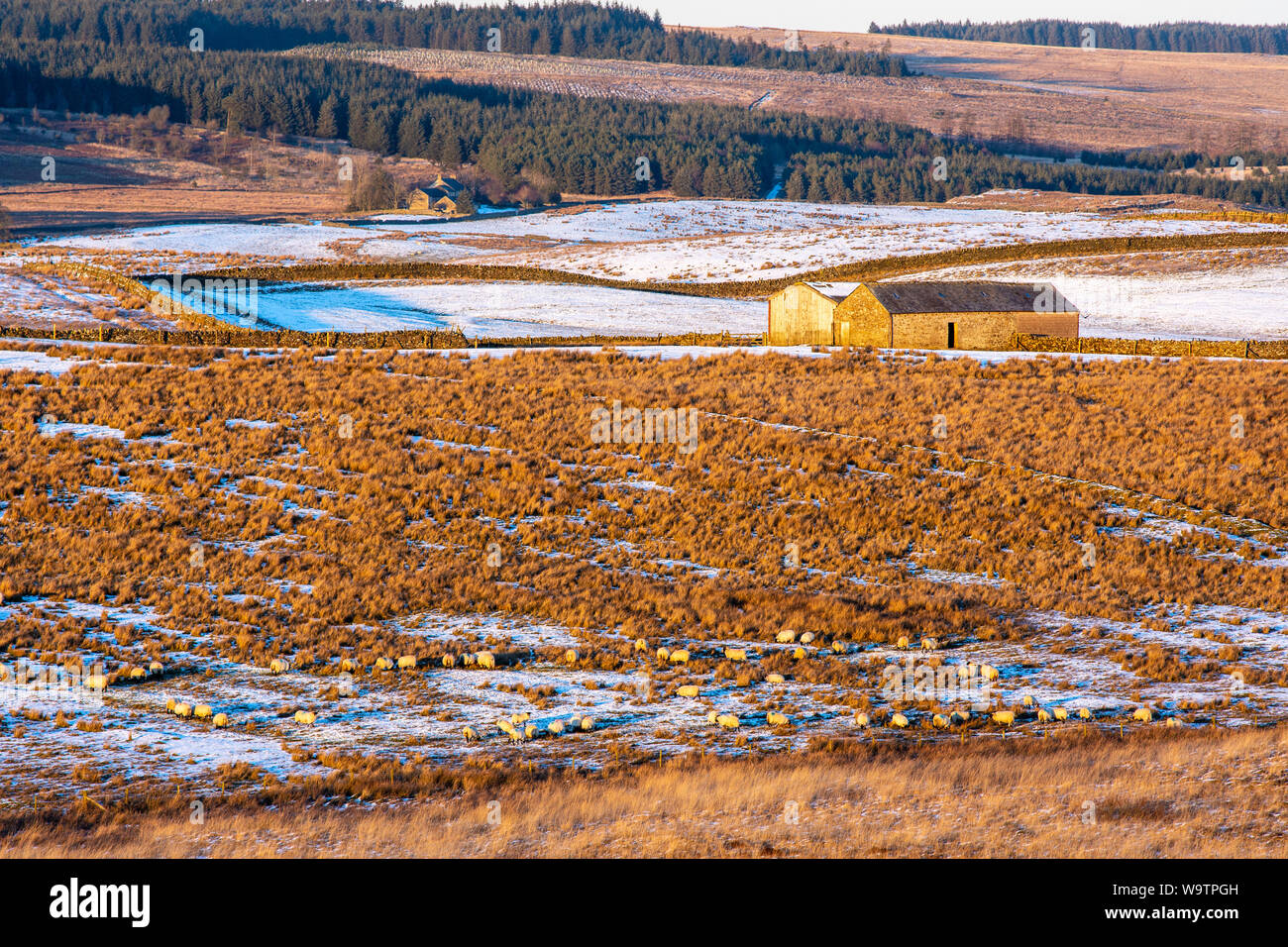 Sheep graze amongst winter snow on rough grassland near Once Brewed in Northumberland, with a traditional barn and farmhouse behind. Stock Photo