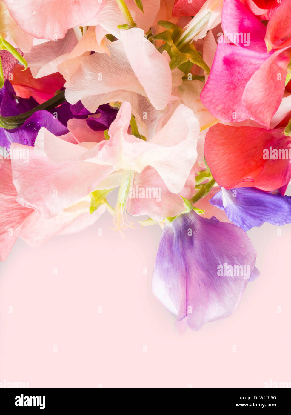 Sweet Colorful Pea Flowers Beautiful Postcard Pastel Color Stock Photo Alamy