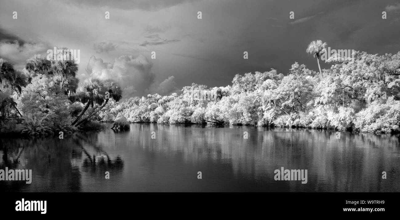 Myakka River in Vencie Florida taken as an Infrared red image and converted to black and white Stock Photo