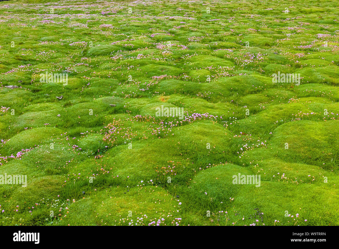 Ground cover at Downpatrick Head on the Wild Atlantic Way  in northern County Mayo Ireland Stock Photo