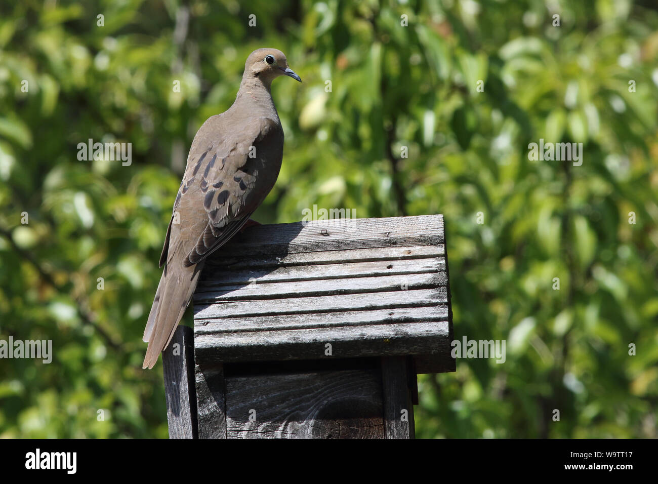 A charming Mourning Dove perches on top of an abandoned birdhouse Stock Photo