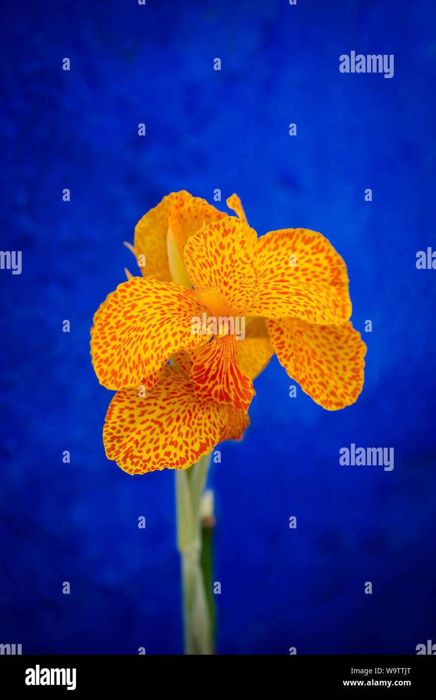 A yellow Iris planted in front of a blue wall in Obidos Stock Photo