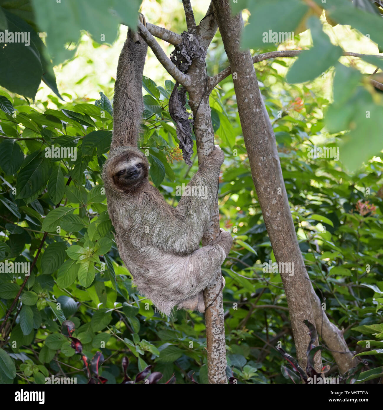 Three-toed sloth, Brown-throated three toed sloth, Bradypus variegatus, manuel Antonio National Park, CR Stock Photo