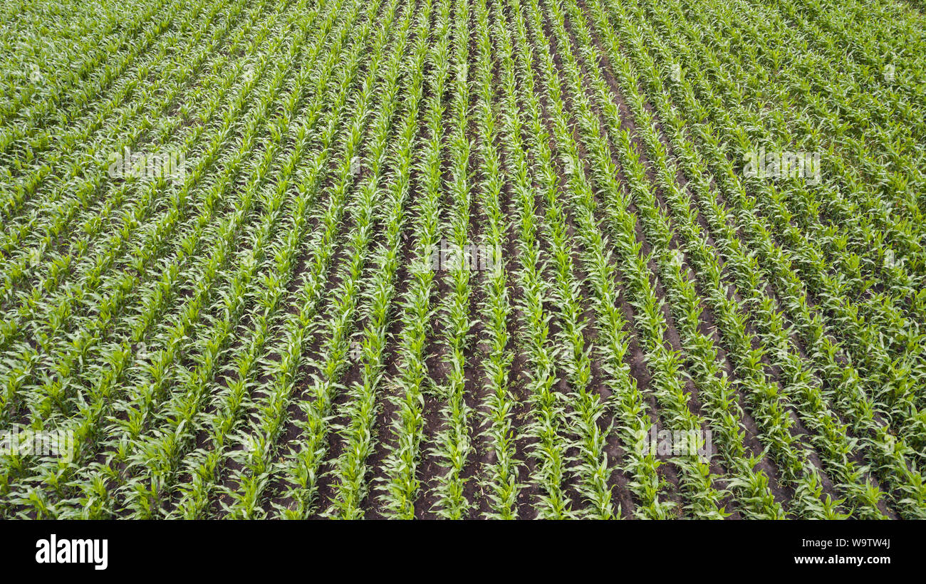 Cornfield rows drone view hi-res stock photography and images - Alamy