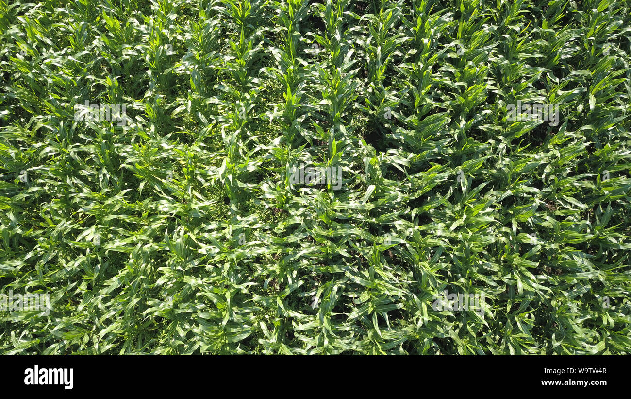 Aerial view field rows corn hi-res stock photography and images - Alamy
