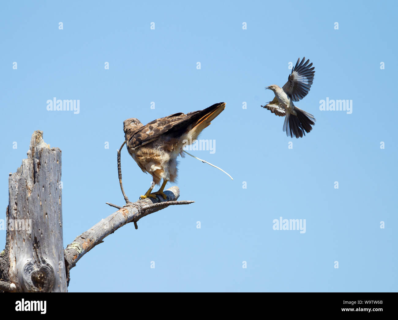 Red tailed Hawk responding to harassment by Northern Mockingbird Stock Photo