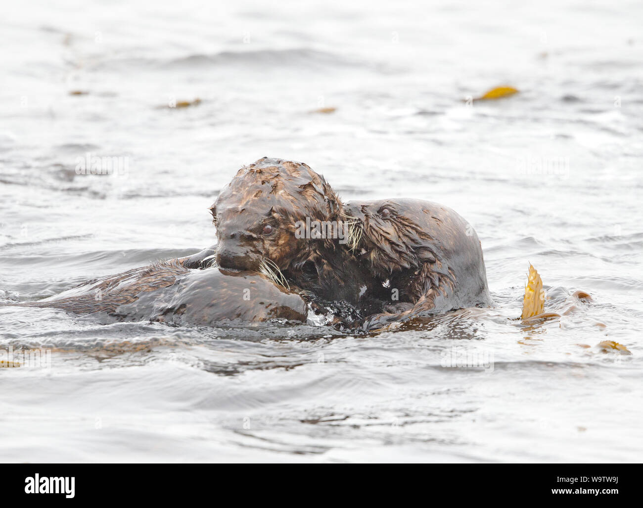 Three Sea Otters Playing Stock Photo - Alamy