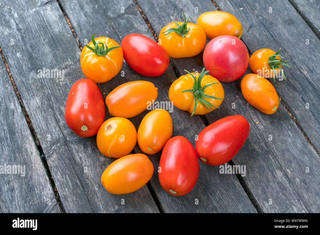 Red and yellow tomatoes on an old wooden gray background Stock Photo ...
