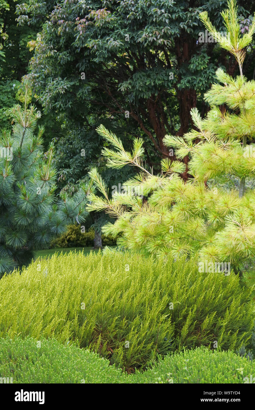Full frame image of a mixture of ericas and conifers - John Gollop Stock Photo