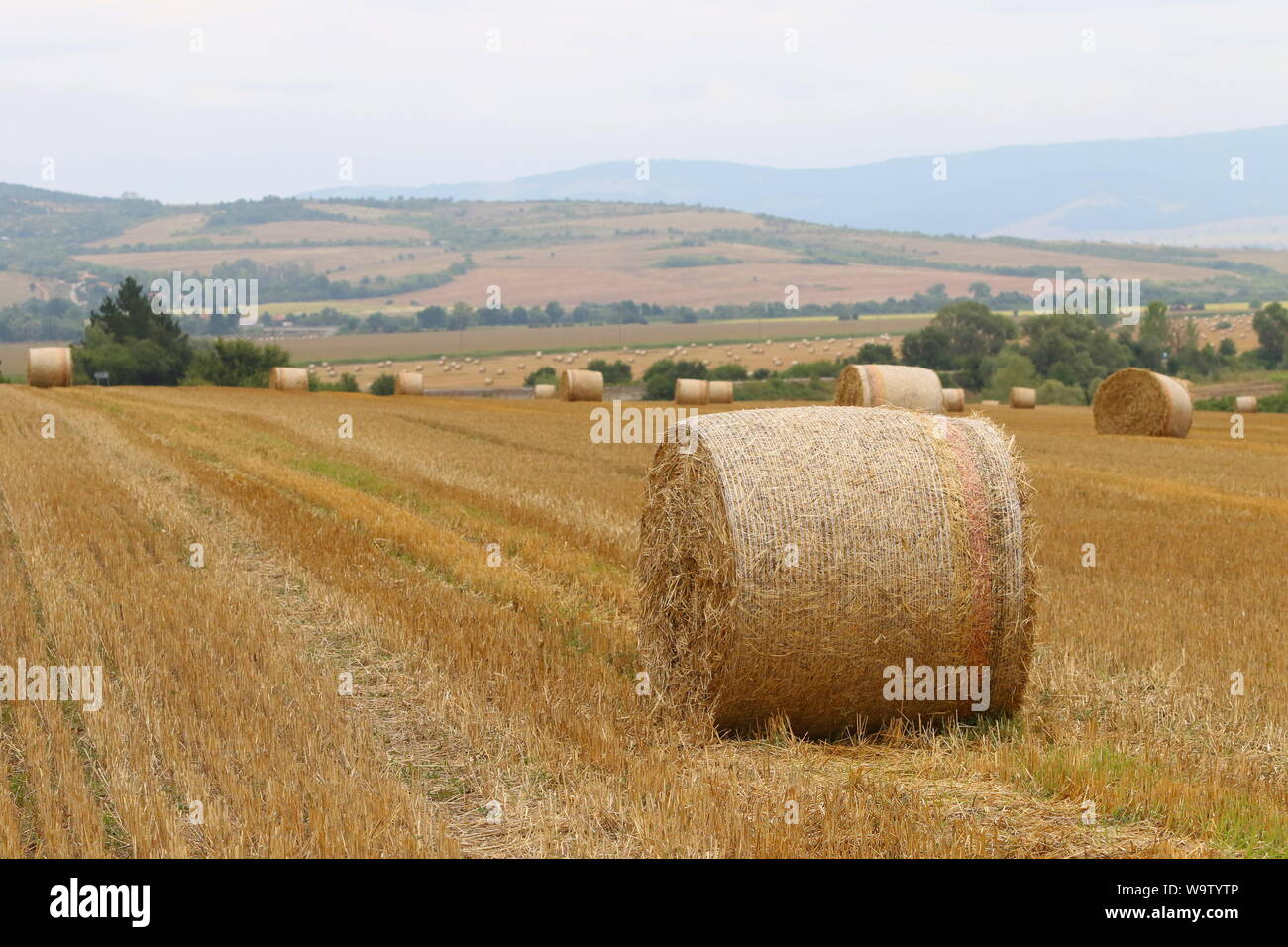 Harvested straw field with round dry hay bales in front of mountain ...