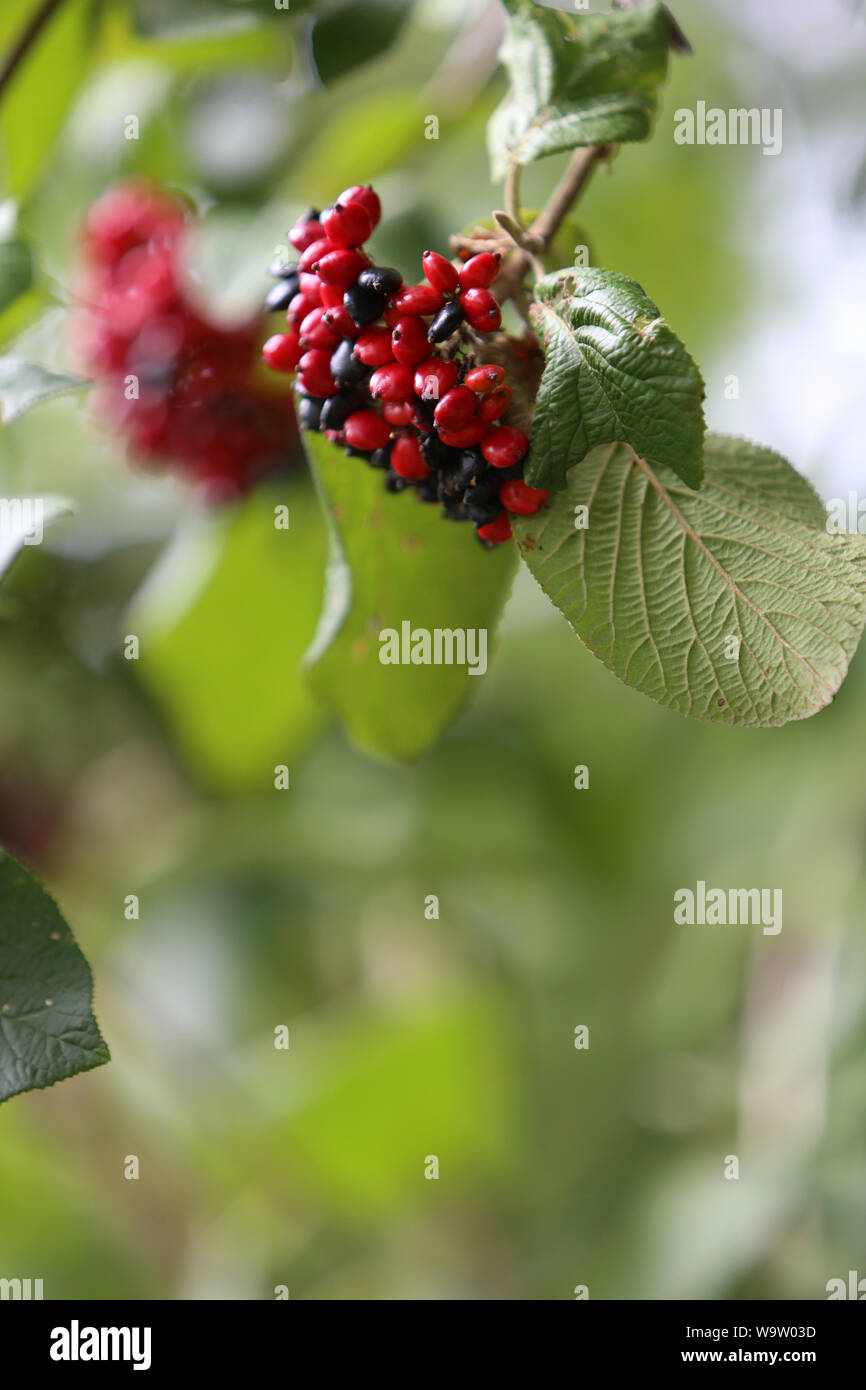 aubepine high resolution stock photography and images alamy