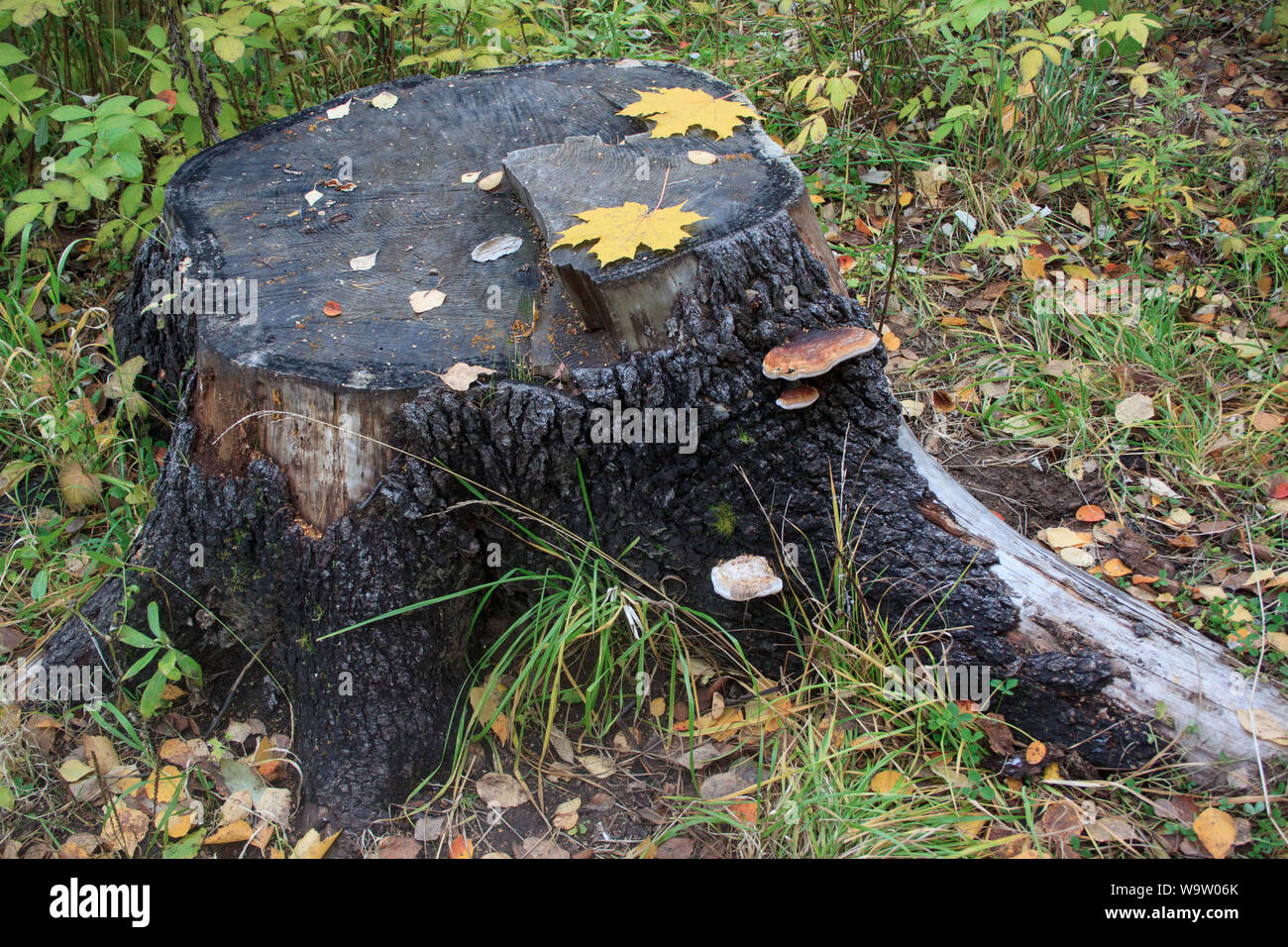 Two parasitic fungus are growing on a old stump. Yellow maple leaves. Seasons of the year. Live nature. Stock Photo