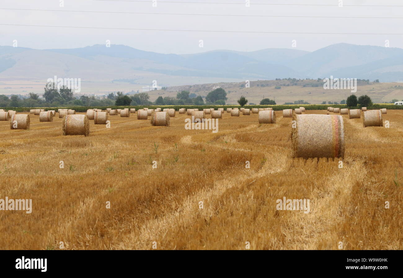 Harvested straw field with round dry hay bales in front of mountain ...