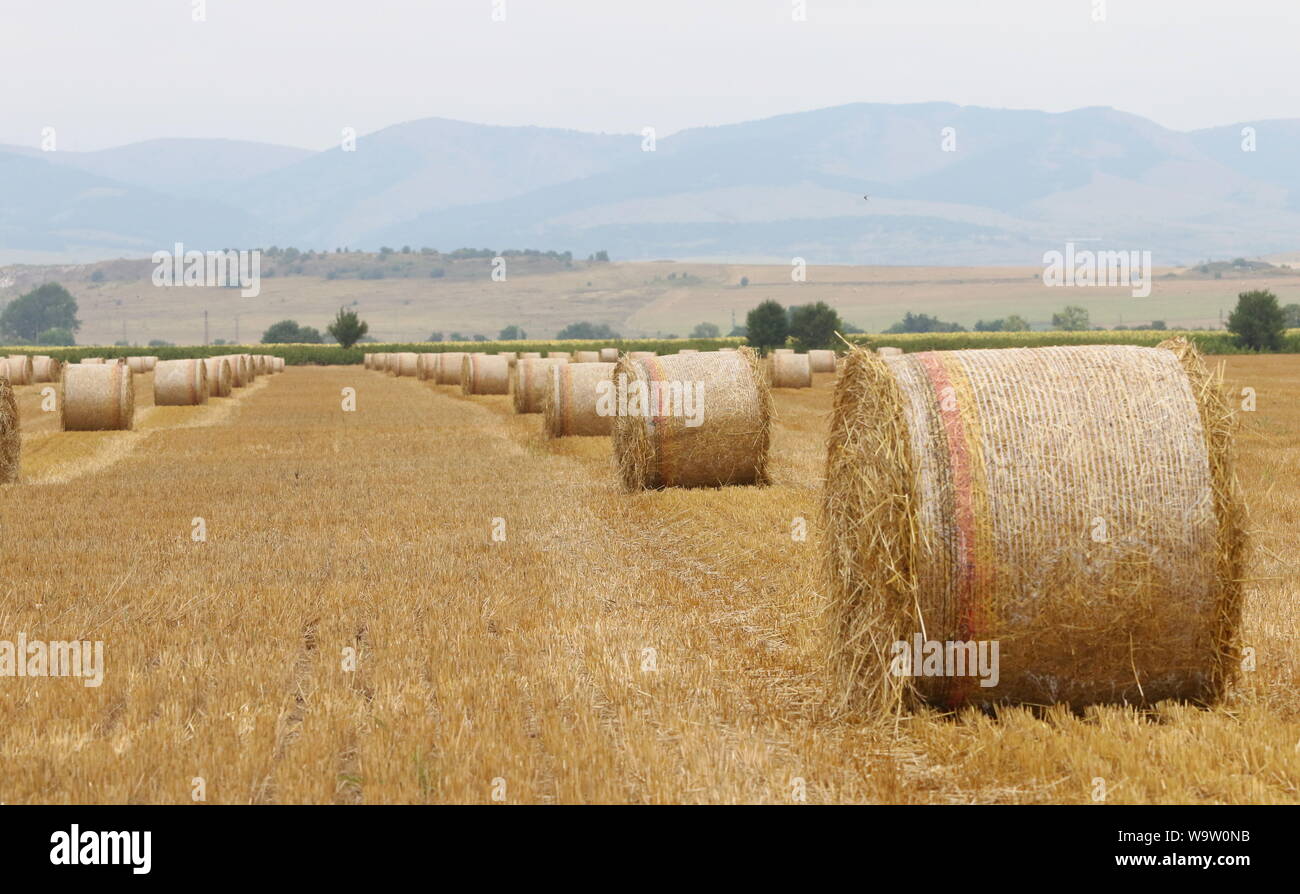 Harvested straw field with round dry hay bales in front of mountain ...