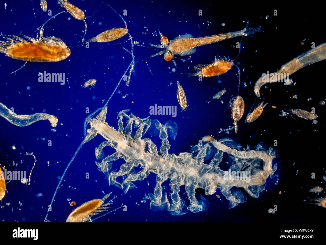 Marine zooplankton, variety of larval stages Stock Photo