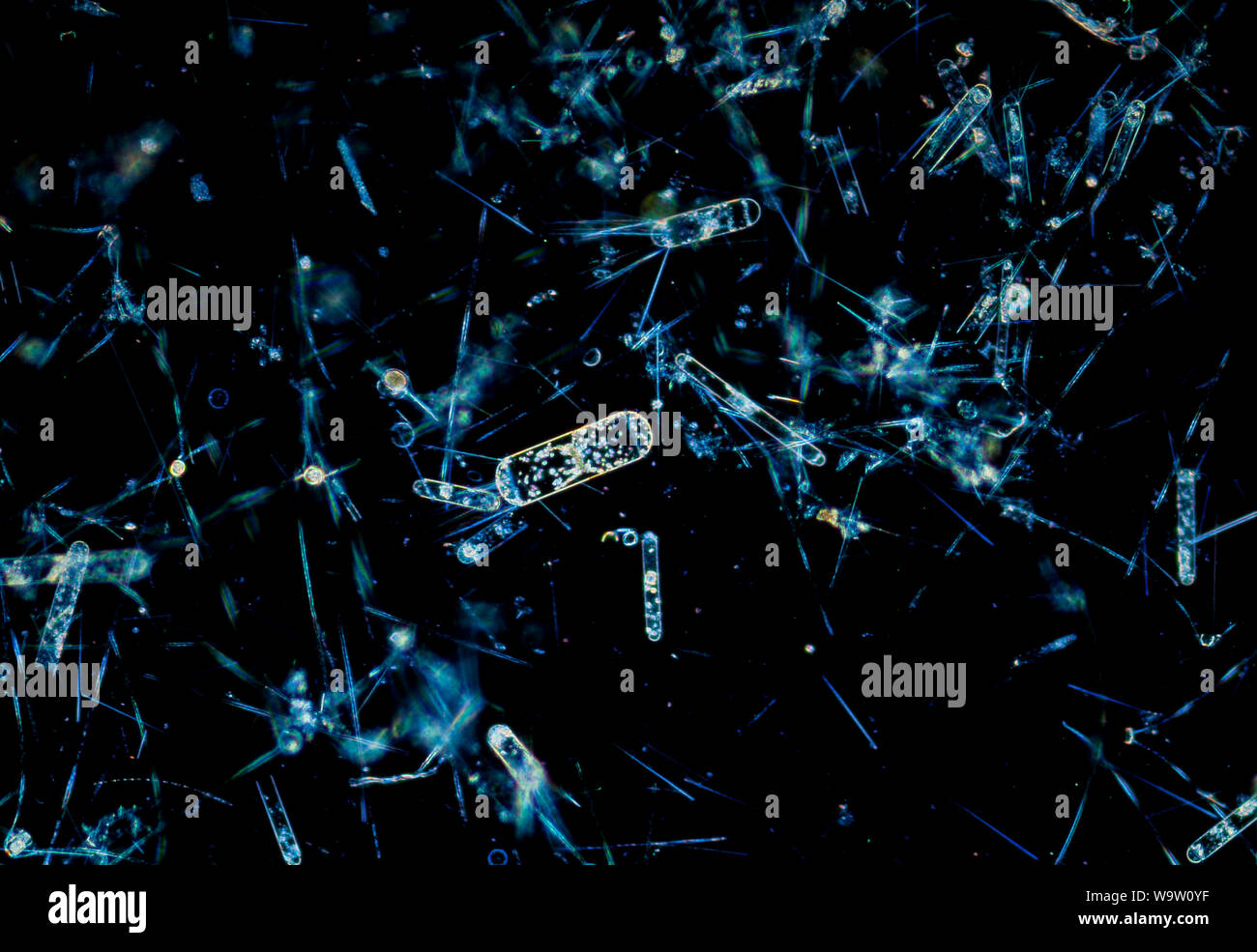 Phyto plankton Stock Photo