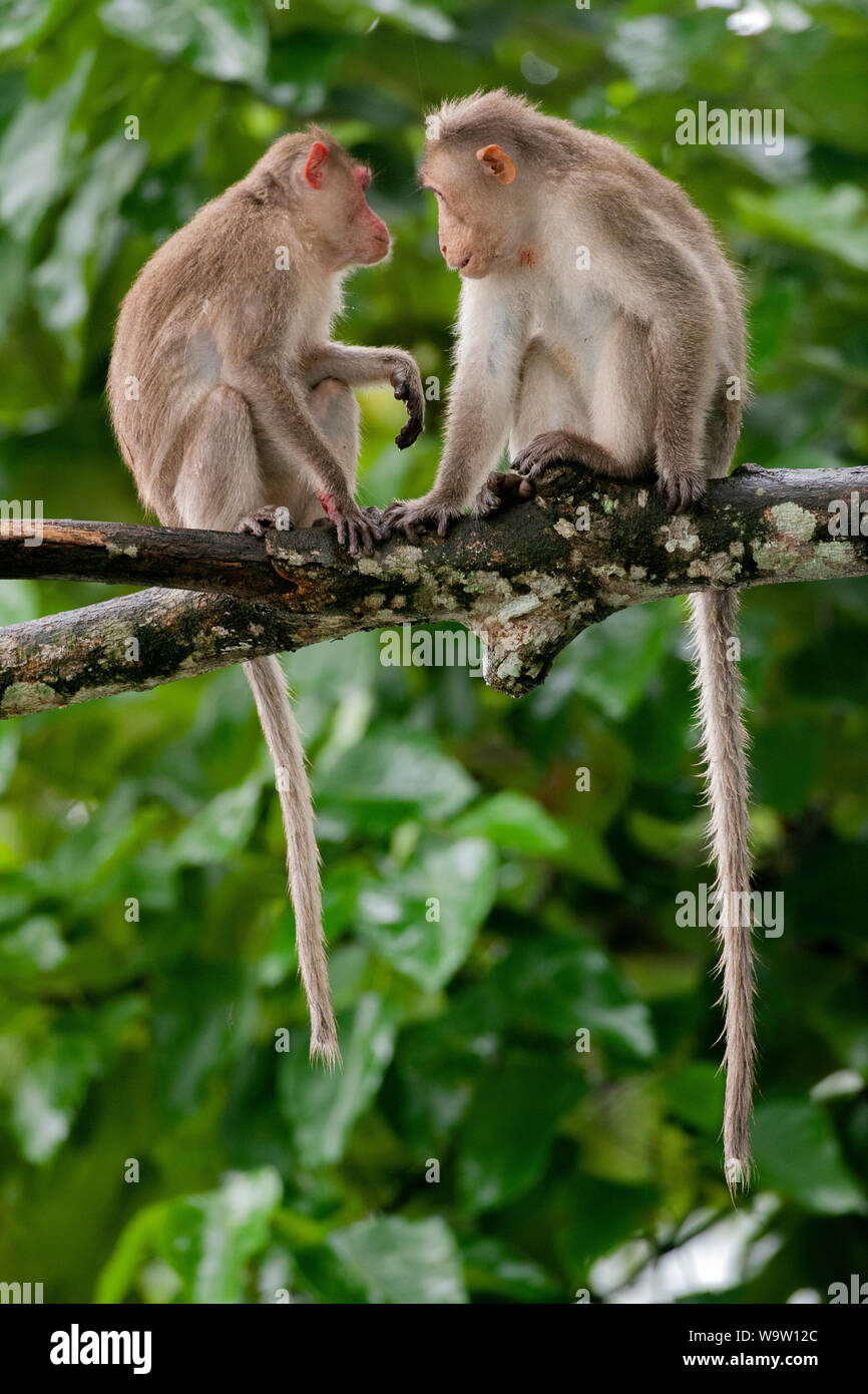 two Bonnet Macaques, Macaca radiata, rest on branch after fighting with troop members, Thattekad Bird Sanctuary, Kerala, Western Ghats, India Stock Photo