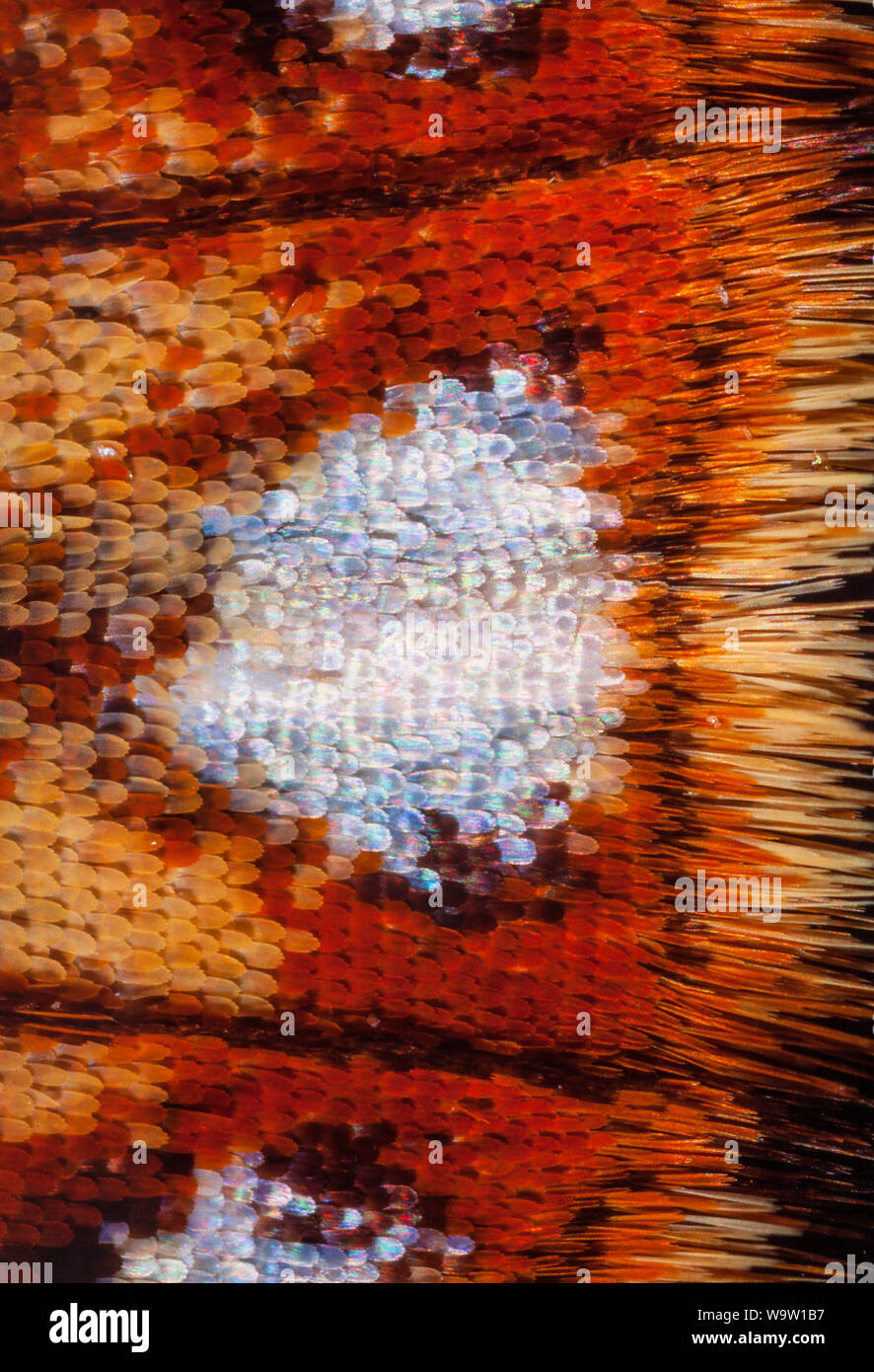 Small pearl-bordered fritillary, Boloria selene, rear wing scale detail showing irridescence Stock Photo
