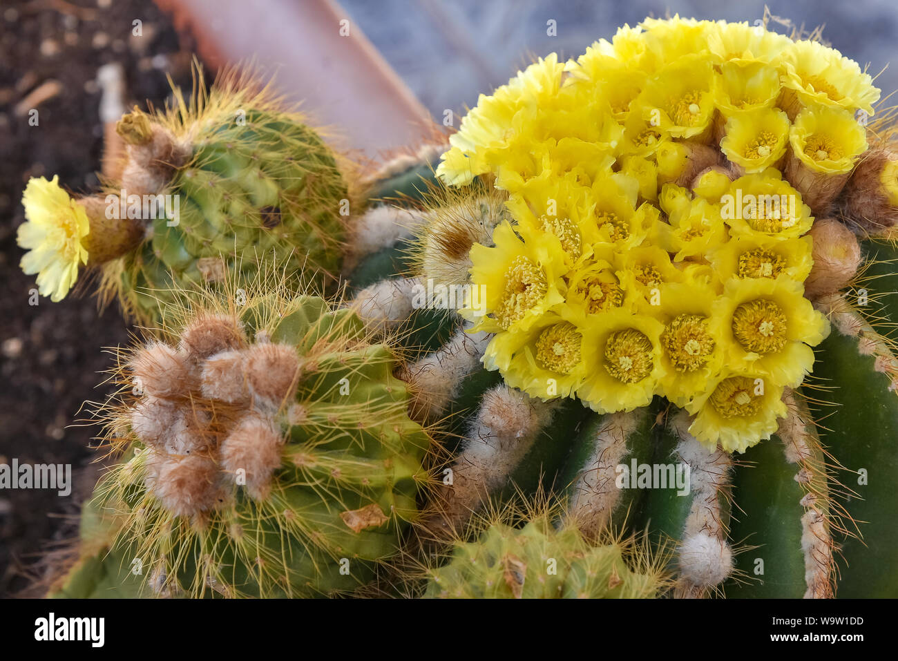 Selective focus, Cactus with beautiful yellow Round green cactus blooming with yellow flowers. Stock Photo