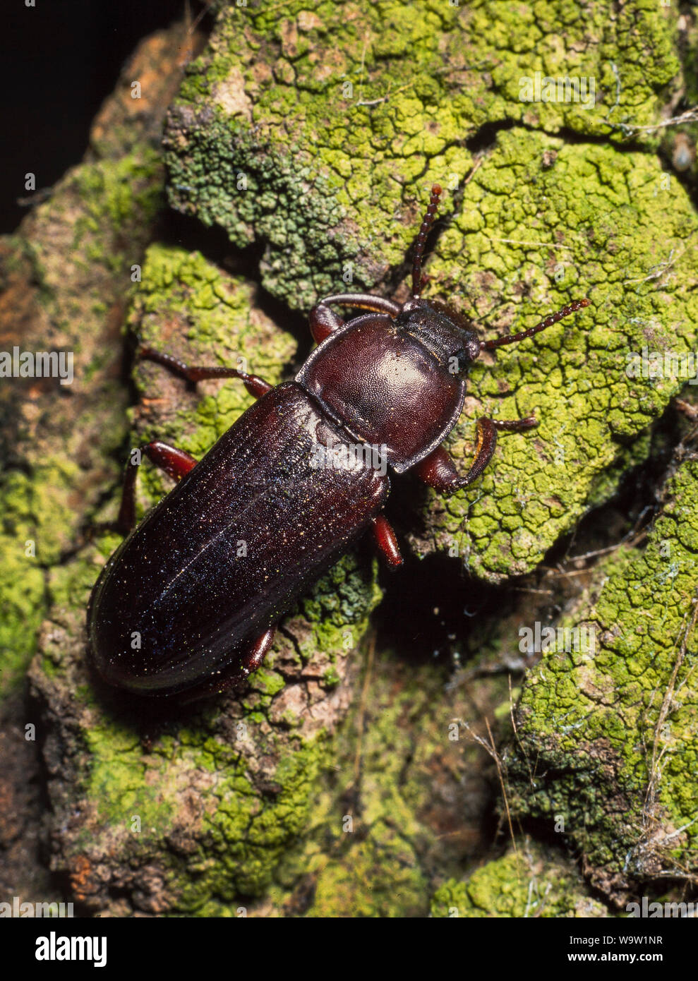 Mealworm beetle, Tenebrio molitor, a pest often found in granaries. Stock Photo