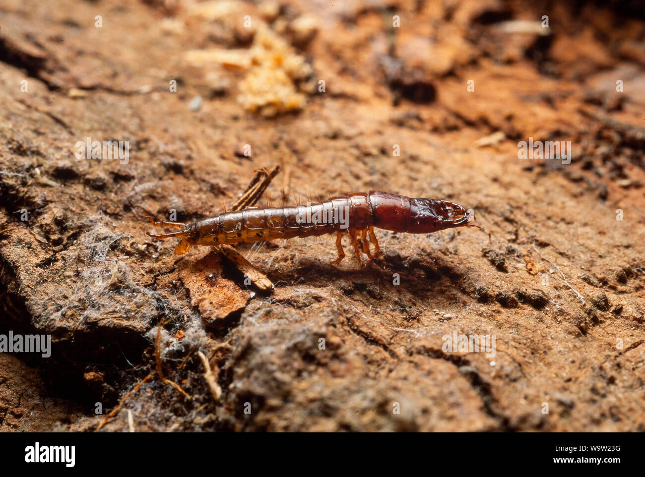 Ground beetle shed larval skin Stock Photo