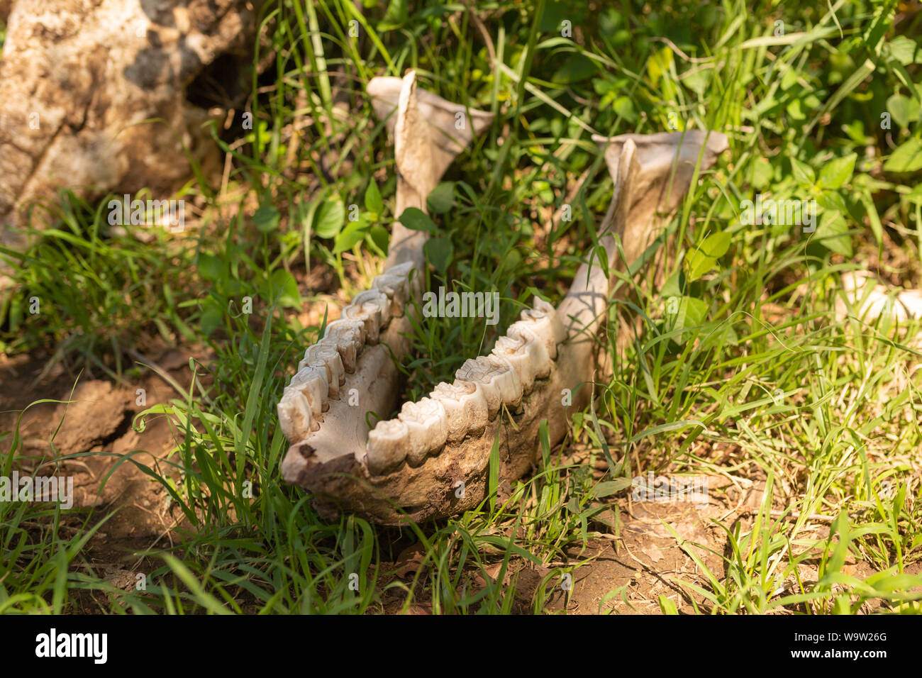 Colour photograph of single large animal mandible jawbone positioned within grass in landscape orientation, taken in Kenya. Stock Photo