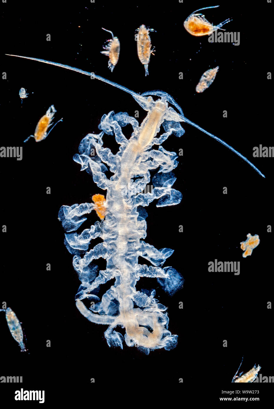 Marine zooplankton, variety of larval stages Stock Photo