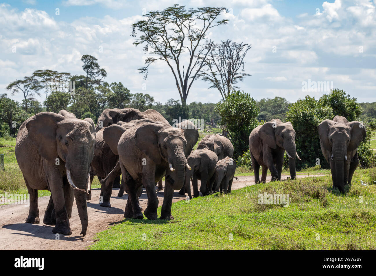 Colour wildlife photograph of herd of Elephants walking towards camera in wild Kenyan landscape on dirt track, taken on Ol Pejeta conservancy, Kenya. Stock Photo