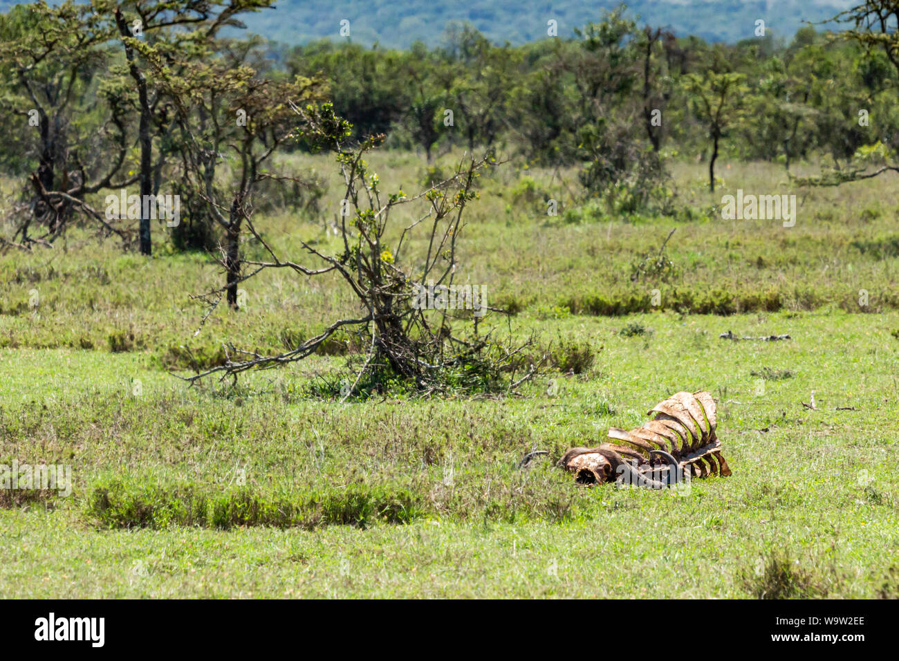 Colour photograph of typical Kenyan wild landscape with single large Buffalo carcass/carcase in foreground taken in Kenya. Stock Photo