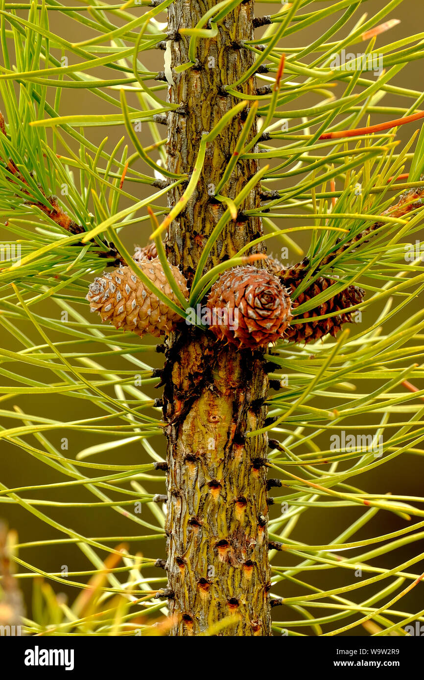 Pine Tree Needles Small Wet Pine Needles Cones Pinecone Stock Photo - Alamy