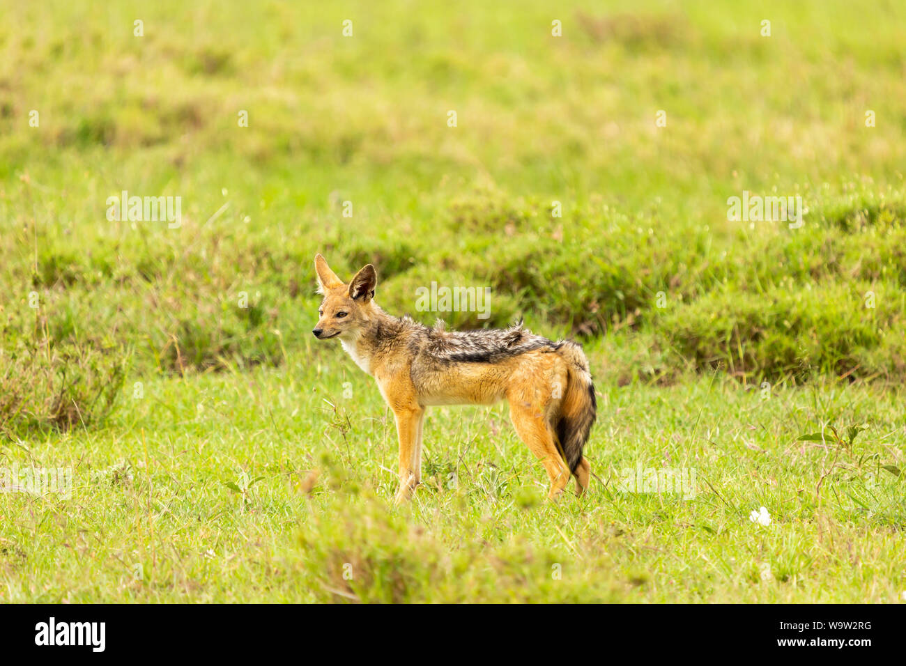 Colour wildlife portrait of single Black-backed Jackal (Canis mesomelas) on patrol, taken in Kenya. Stock Photo