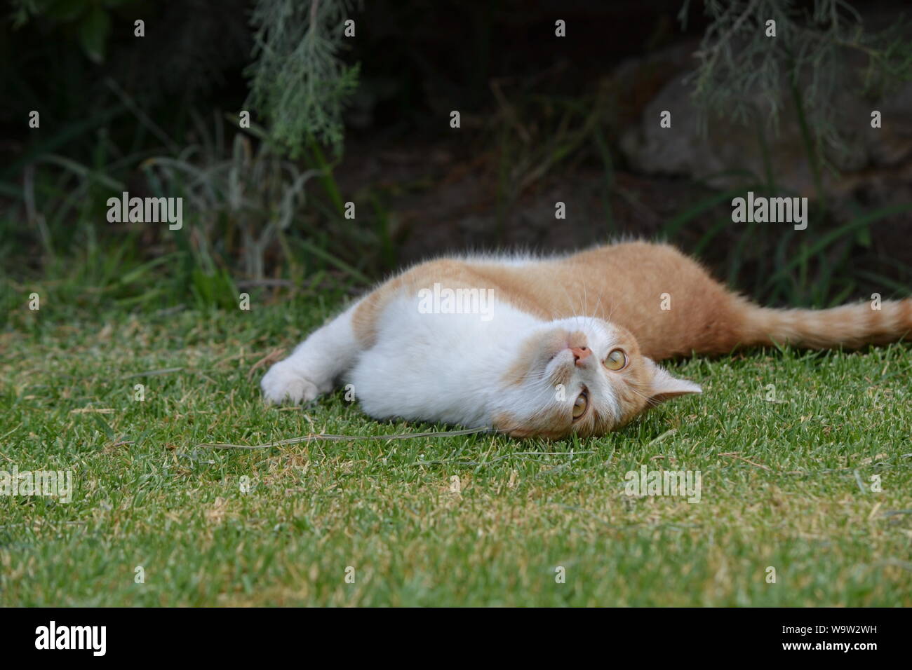 Cat playing in the grass. Stock Photo