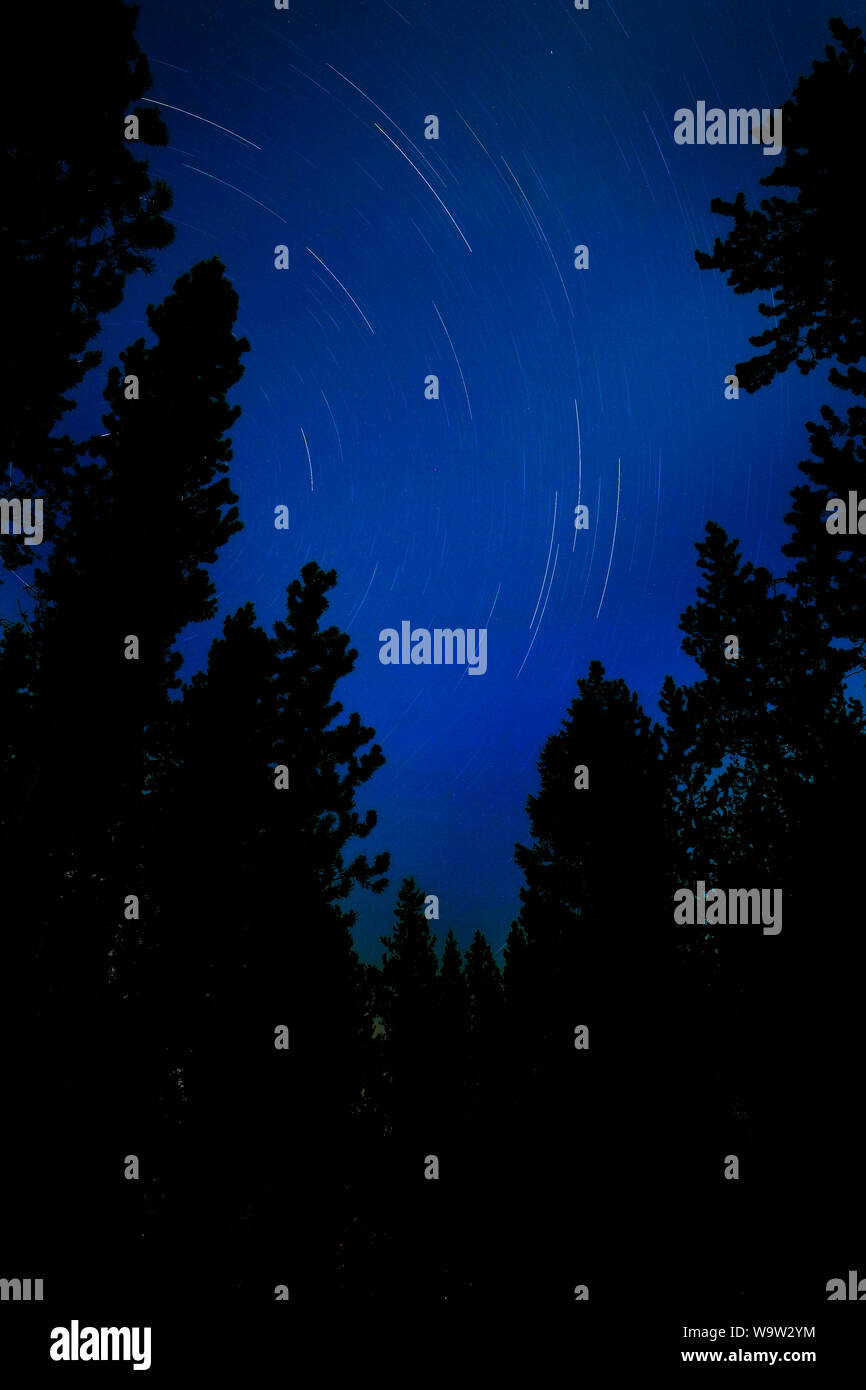 Star trails glowing in forest of pine trees in the wilderness night sky ...