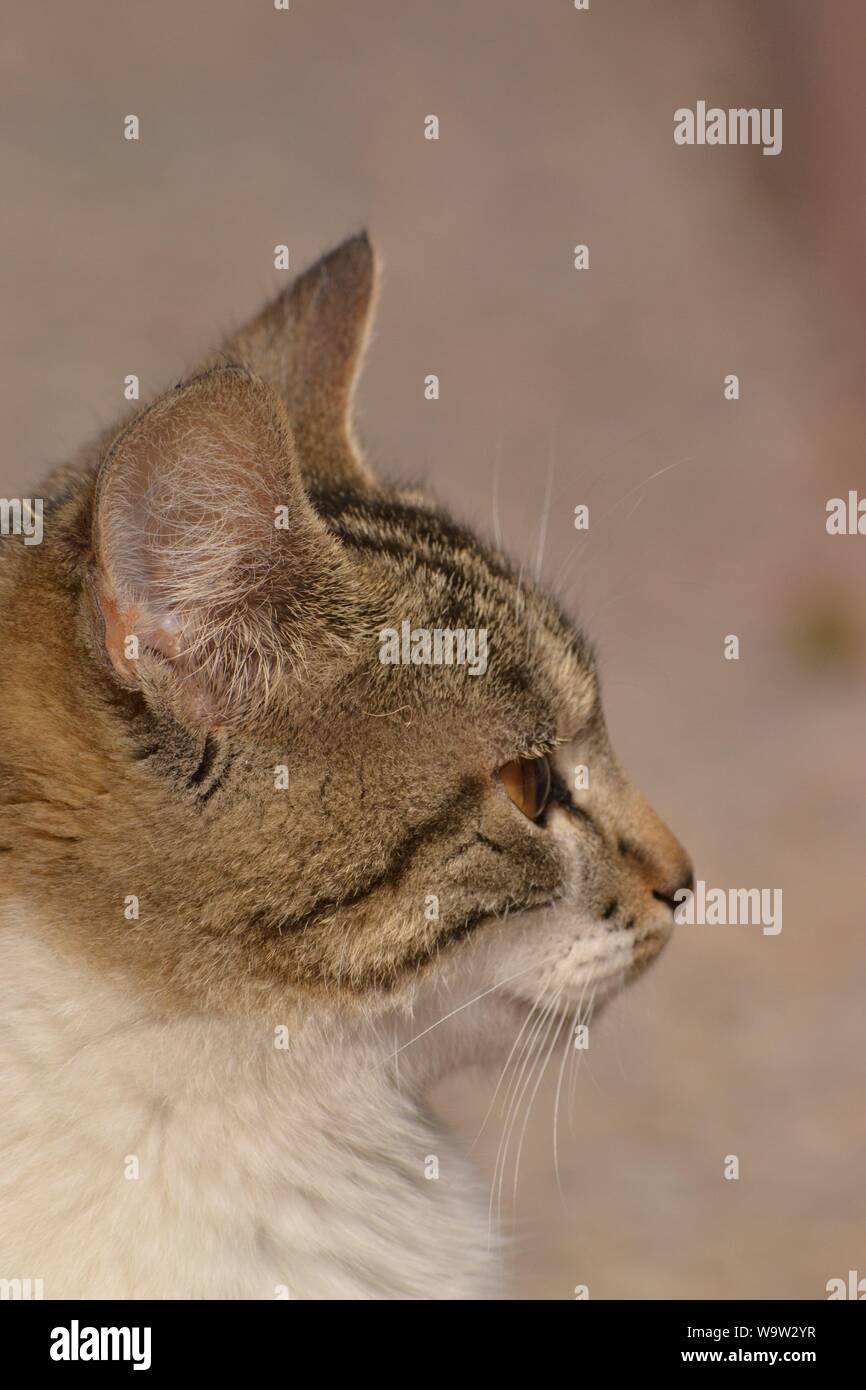 Cat, posing to the camera at a resting home in Aguascalientes, México. Stock Photo