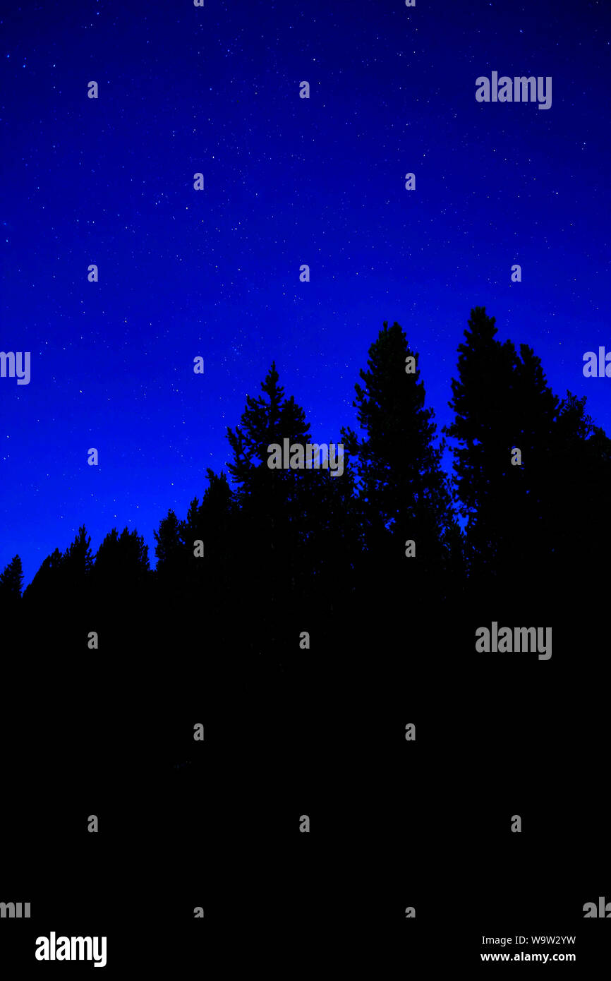 Star trails glowing in forest of pine trees in the wilderness night sky ...